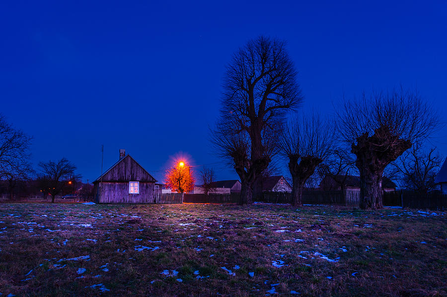 Orange tree Photograph by Dmytro Korol