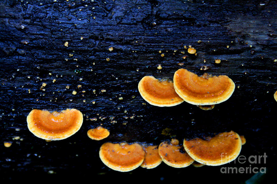Orange Tree Fungus Photograph by Jennifer Bright Burr