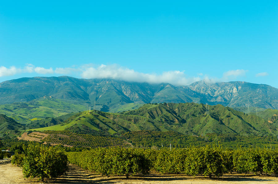 Orange Tree Grove, Santa Paula, Ventura Photograph by Panoramic Images