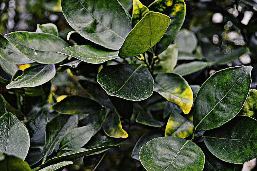 Orange Tree Leaves Photograph by Glenn McCarthy Art and Photography