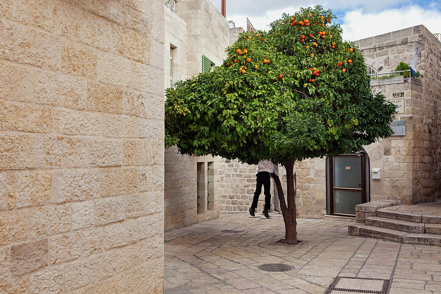 Orange Tree by Marji Lang Orange Tree by Marji Lang