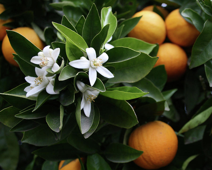 Orange Tree with Blossoms Photograph by Ryan Workman Photography