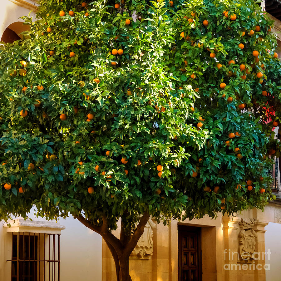 Tree Photograph - Orange Tree Spain by Lutz Baar