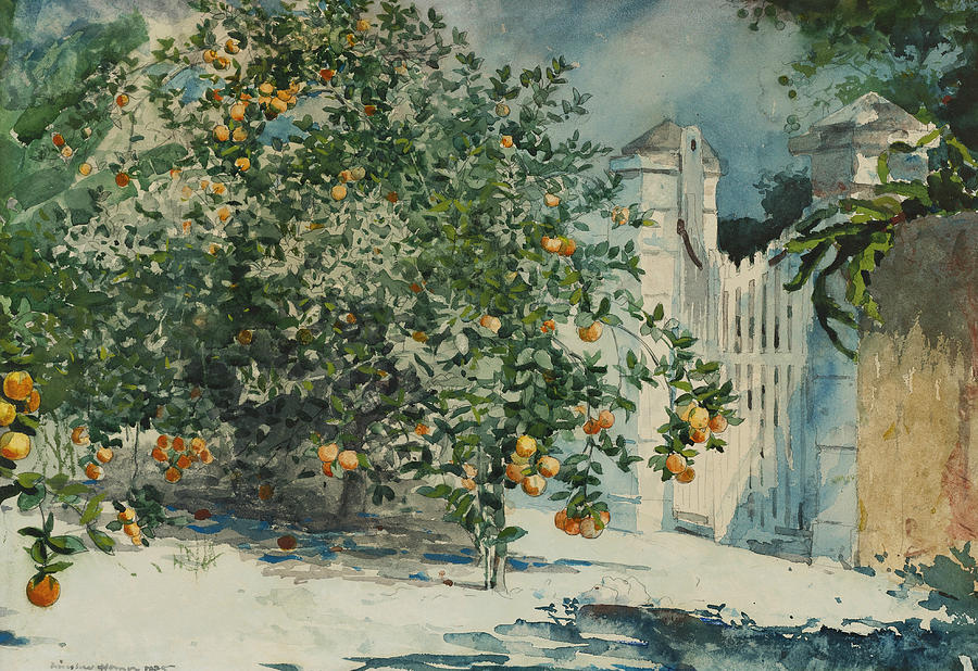 Orange trees and gate Painting by Winslow Homer