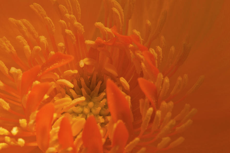 Orange Trollius Stamen Macro Photograph by Sandra Foster