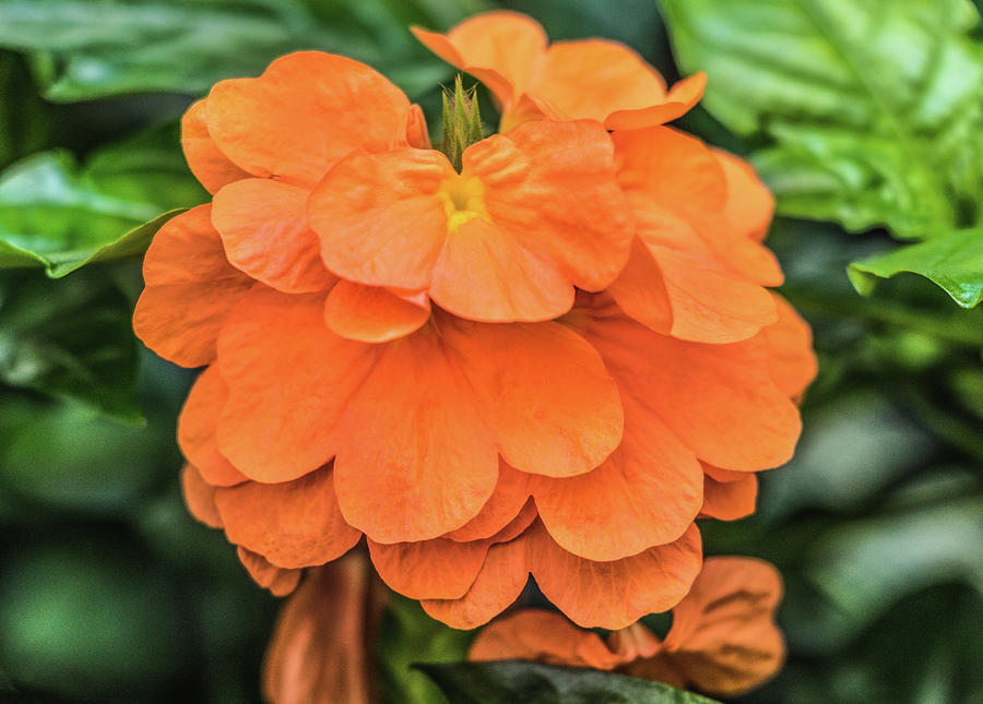 Orange tropical flower Photograph by Cristina Stefan