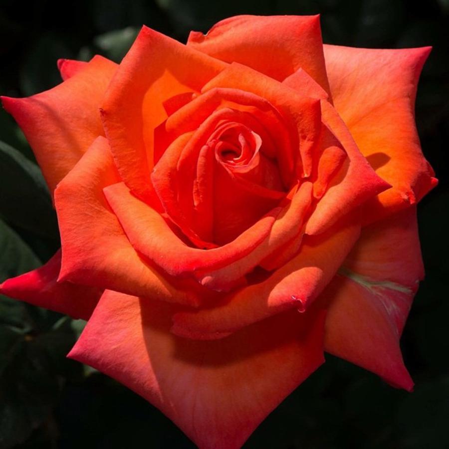 Nature Photograph - Orange Tropicana Rose  by Michael Moriarty