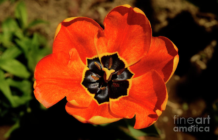 Orange Tulip Photograph by Alana Ranney
