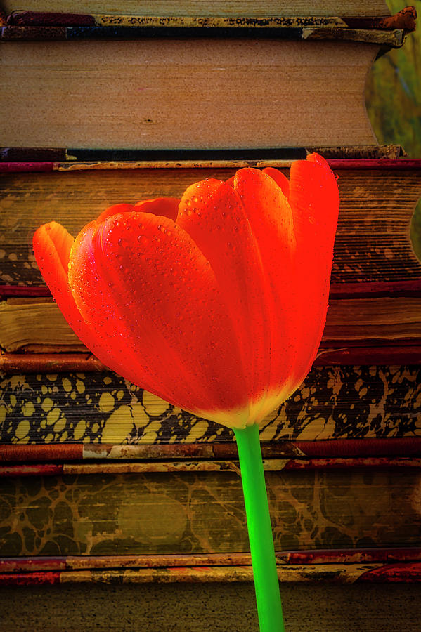 Orange Tulip And Old Books Photograph by Garry Gay