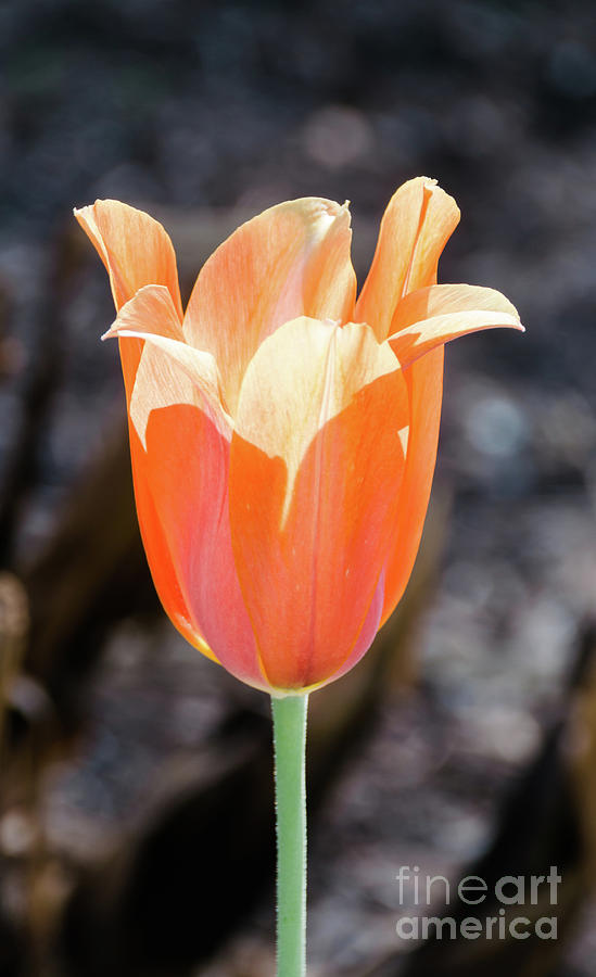 Orange Tulip Photograph by Andrea Anderegg