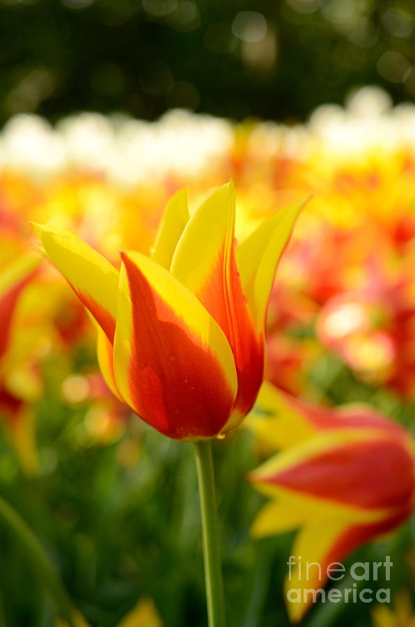 Orange tulip Photograph by Andreas Berheide