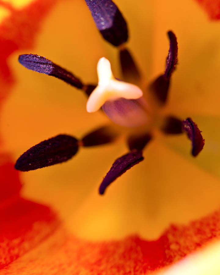 Orange Tulip Photograph by Edward Myers