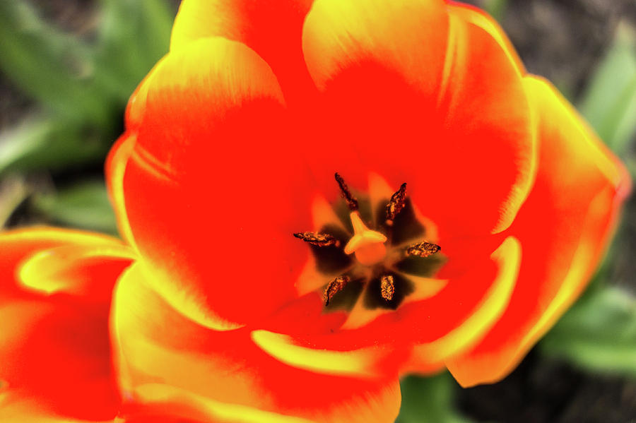 Orange Tulip Flowers In Spring Garden Photograph
