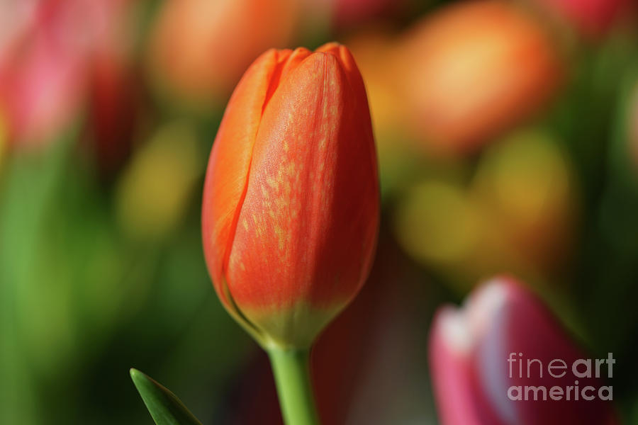 Orange Tulip Glow Photograph by Rachel Cohen
