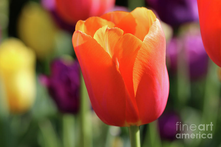 Orange Tulip in Franklin Park Photograph by Karen Adams