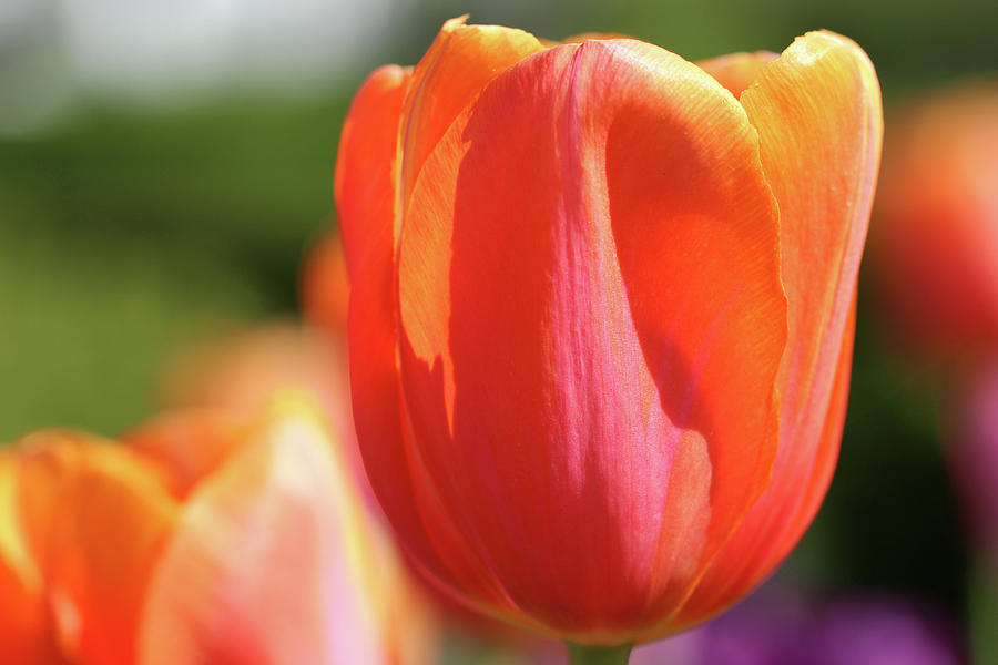 Orange Tulip in Garden Photograph by Karen Adams