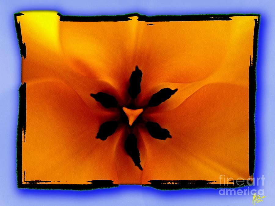 Tulip Photograph - Orange Tulip by Jeff Breiman