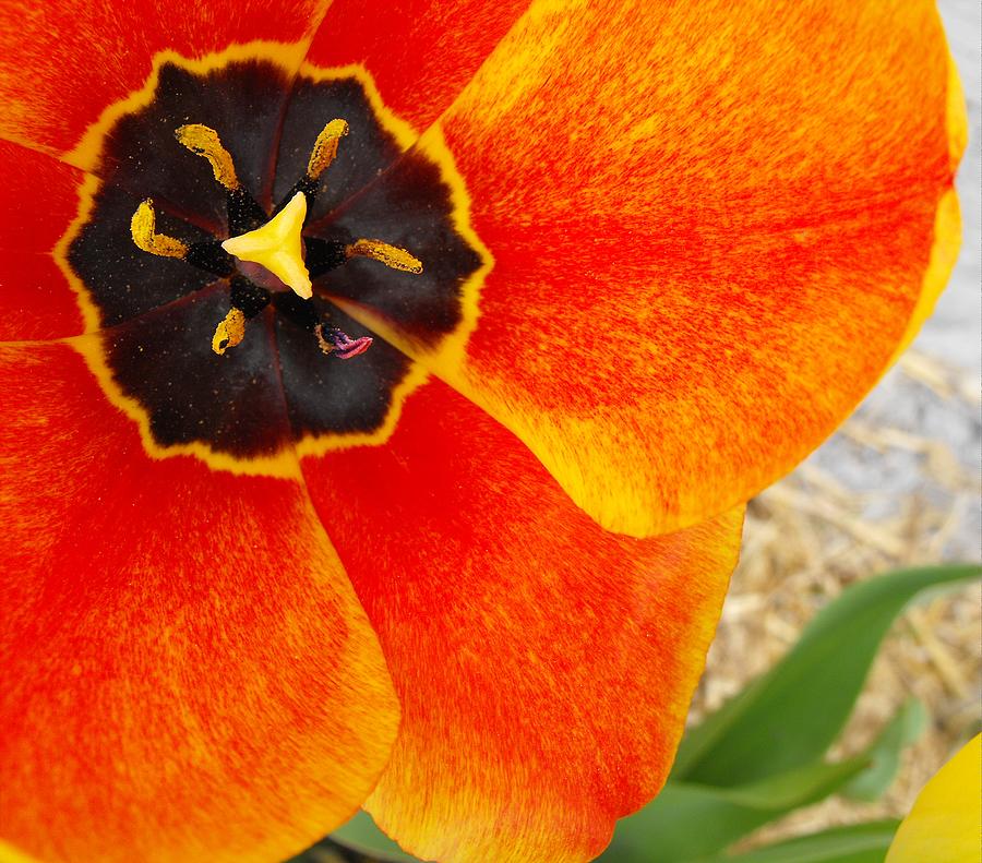 Orange Tulip Photograph by Kae Cheatham