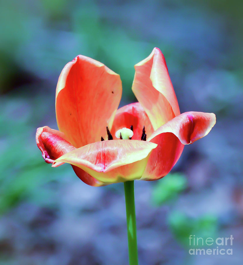 Orange Tulip Photograph by Kerri Farley