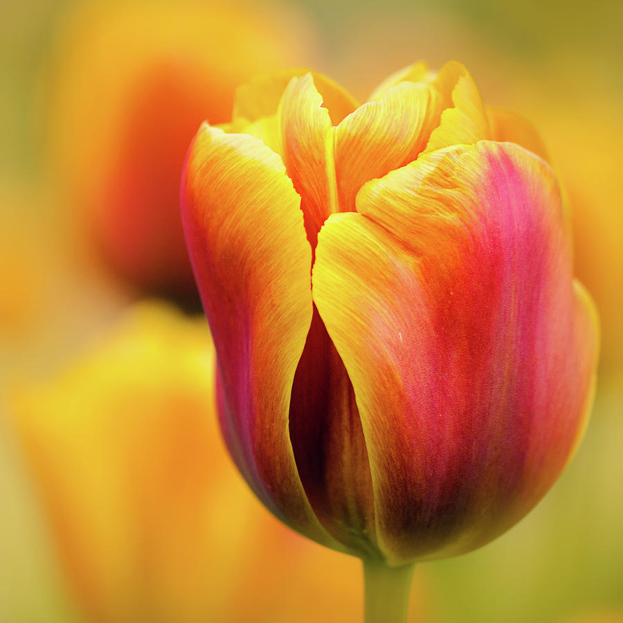 Spring Photograph - Orange Tulip by Margaret Goodwin