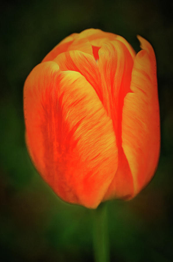 Orange Tulip Painting Neo Rembrandt Style Photograph by Matthias Hauser