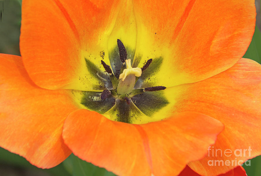 Orange Tulip Portrait Photograph