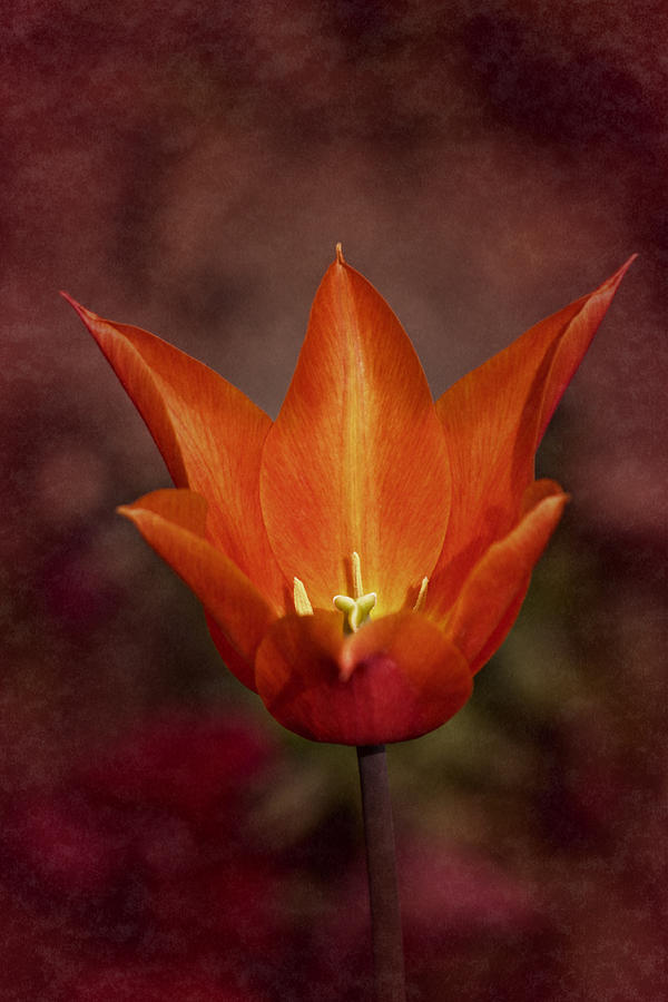 Frilly Orange Tulip Photograph by Richard Cummings