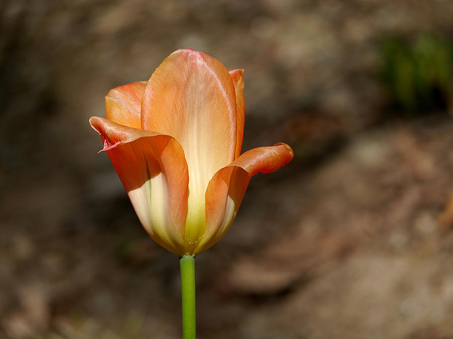 Flower Photograph - Orange Tulip by Richard Reeve