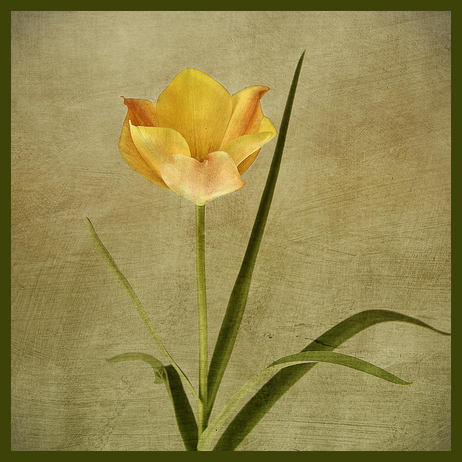 Flower Photograph - Orange Tulip by Robert Murray