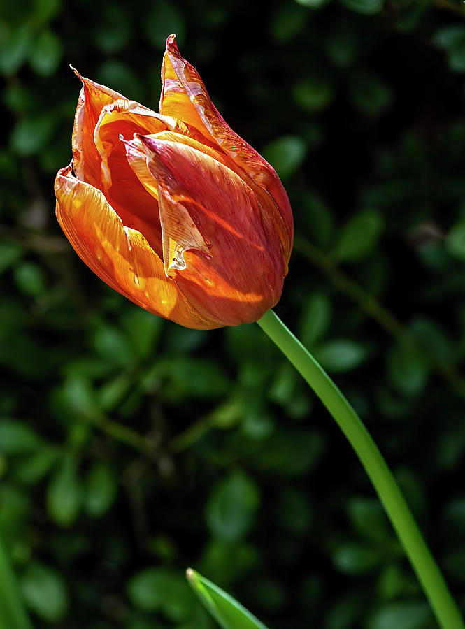 Orange Tulip Photograph by Robert Ullmann