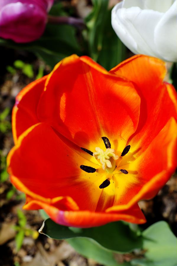 Orange Tulip Photograph by FineArtRoyal Joshua Mimbs
