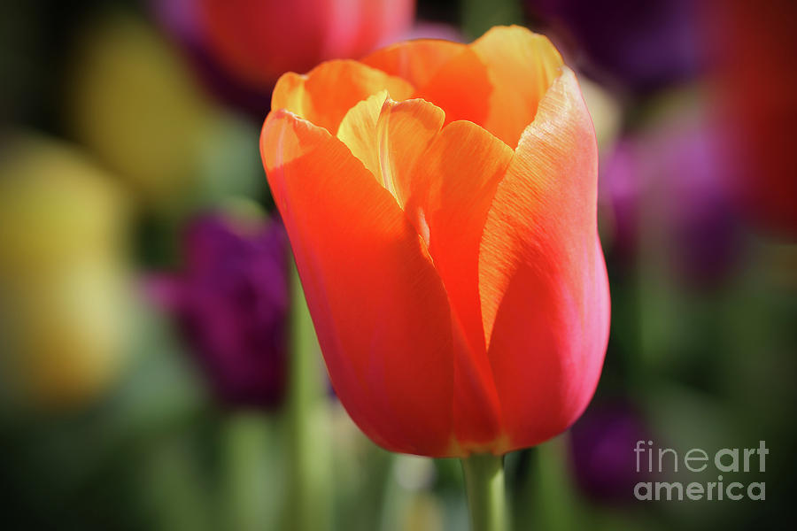 Orange Tulip Solo Photograph by Karen Adams