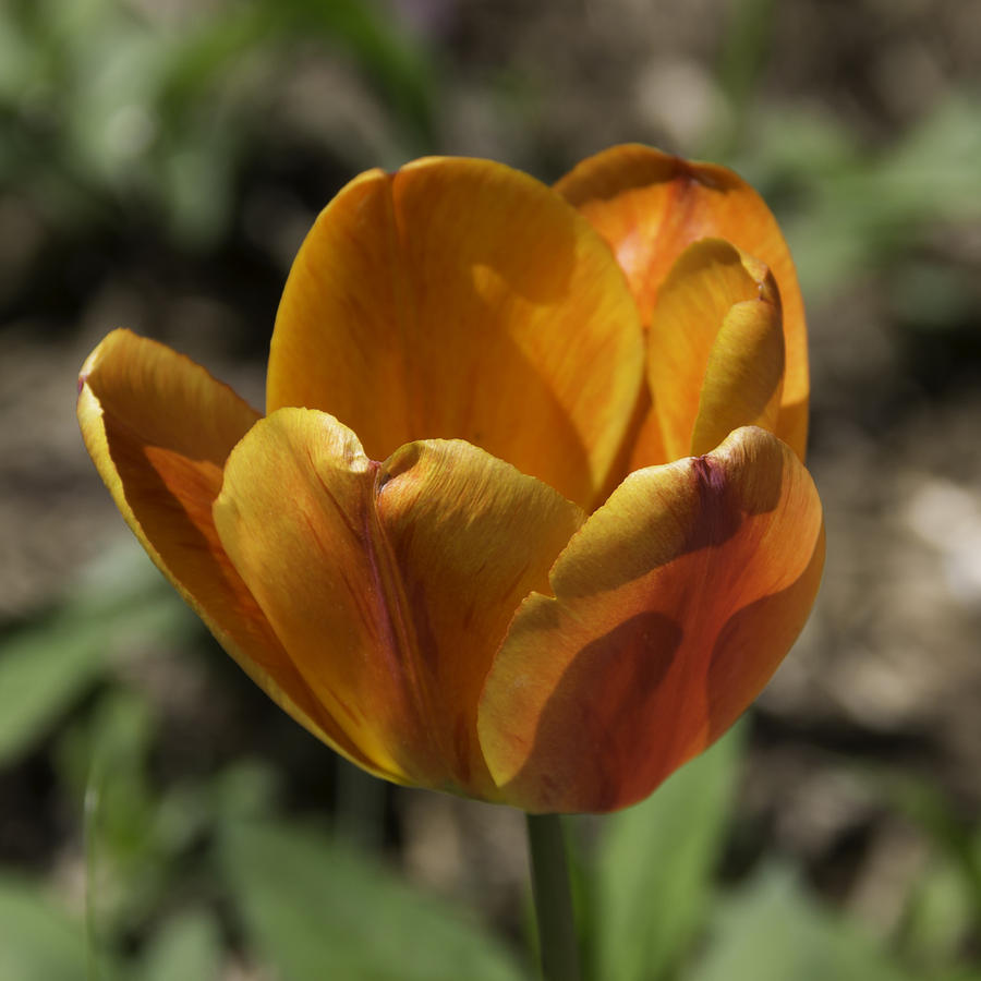 Flower Photograph - Orange Tulip Squared by Teresa Mucha