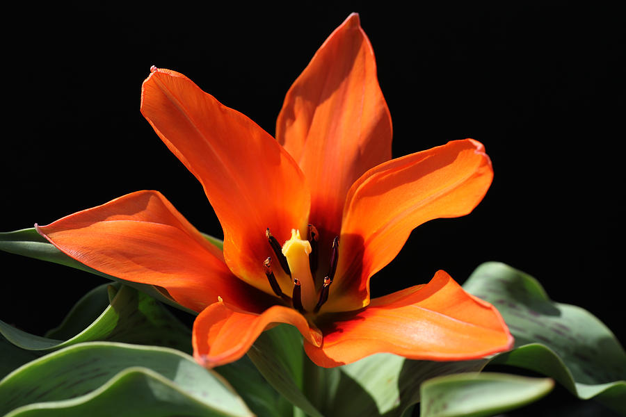 Orange Tulip Photograph by Tammy Pool