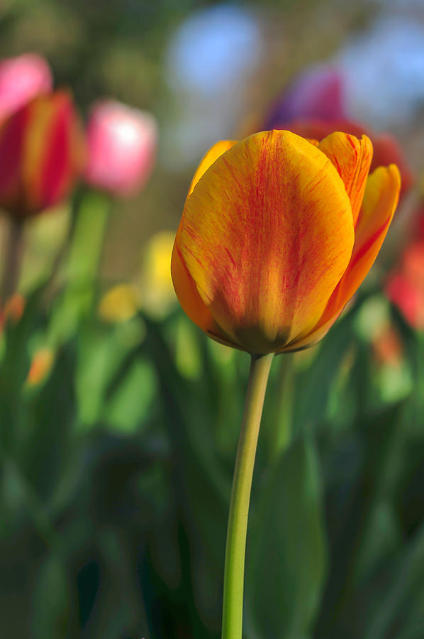Orange Tulip  Photograph by Terry DeLuco