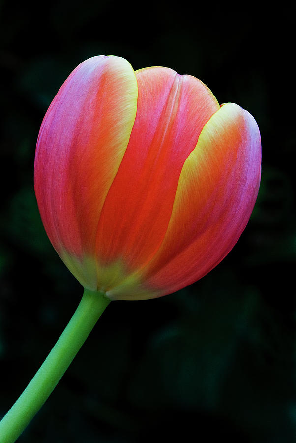 Orange Tulip Photograph by Windy Osborn