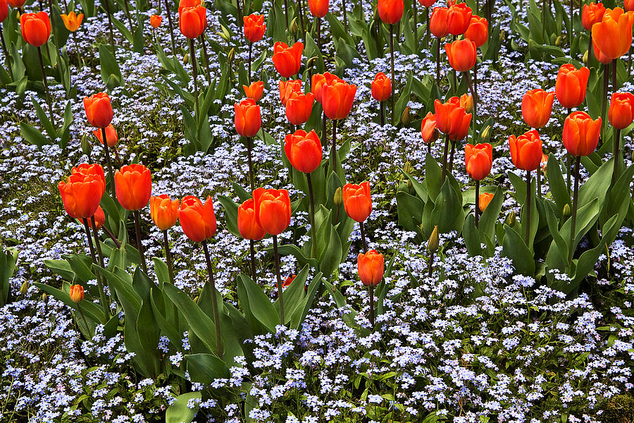 Orange Tulips and Blue Forget Me Nots in Spring Photograph by Louise Heusinkveld