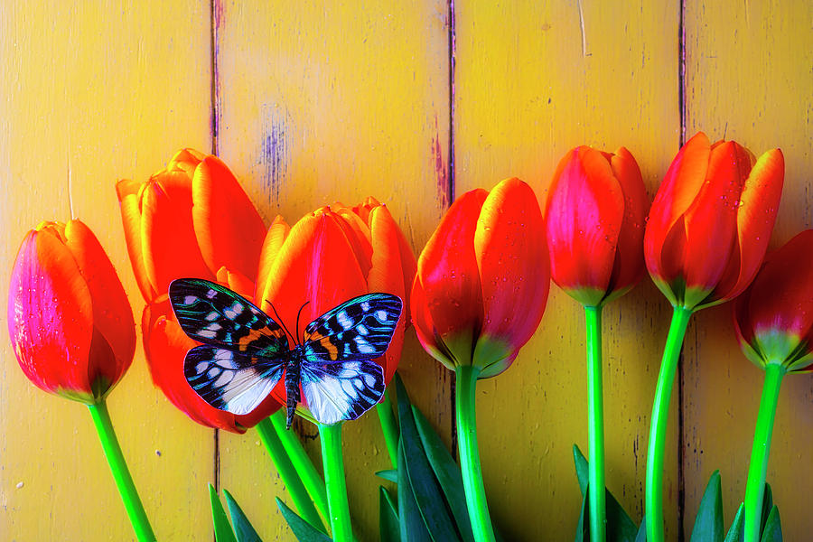 Orange Tulips And Stunning Butterfly Photograph by Garry Gay