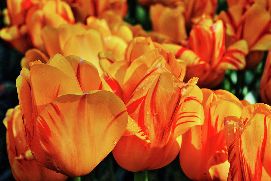 Orange Tulips Photograph by Daniel Koglin