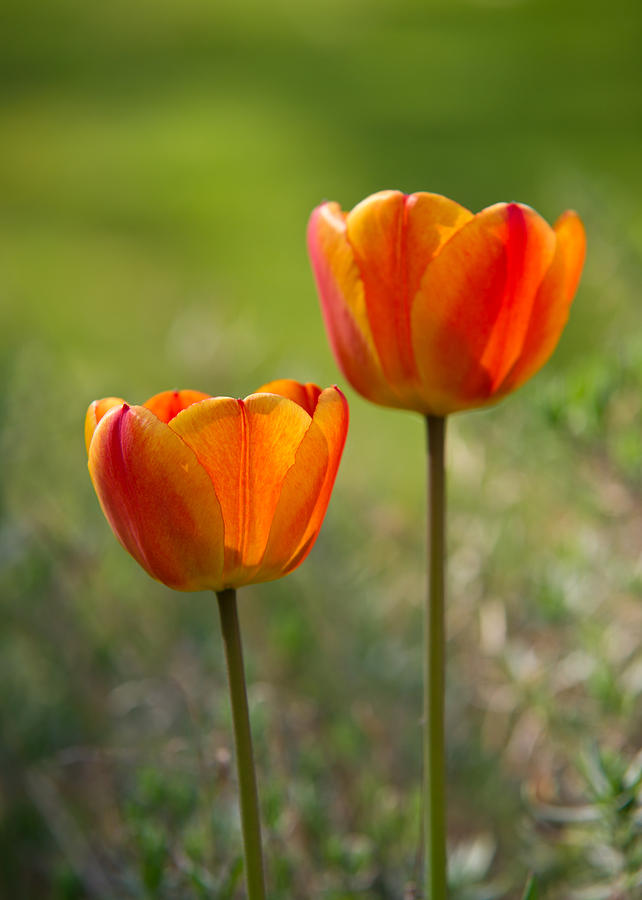 Orange Tulips Photograph by Edward Myers