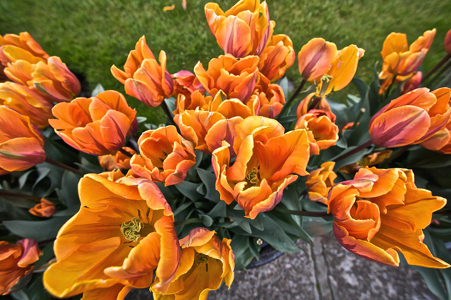 Orange Tulips in Bloom Photograph by Steven Lapkin