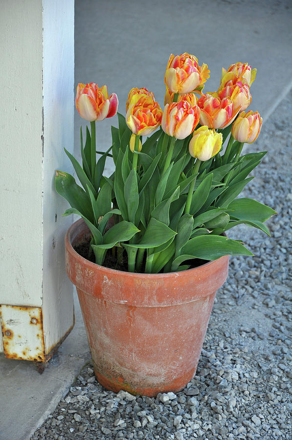 Tulip Photograph - Orange tulips in clay flowerpot by Ingrid Perlstrom