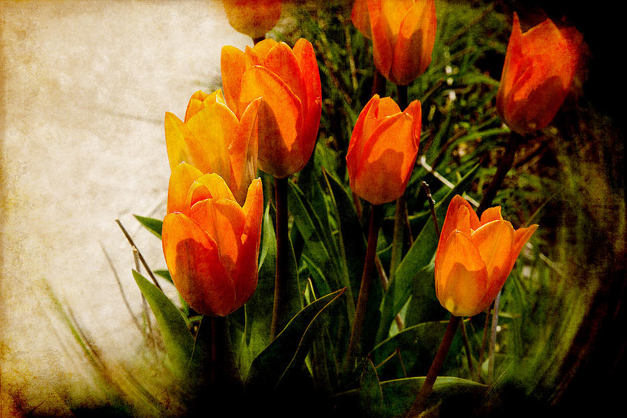 Orange Tulips Photograph by Milena Ilieva