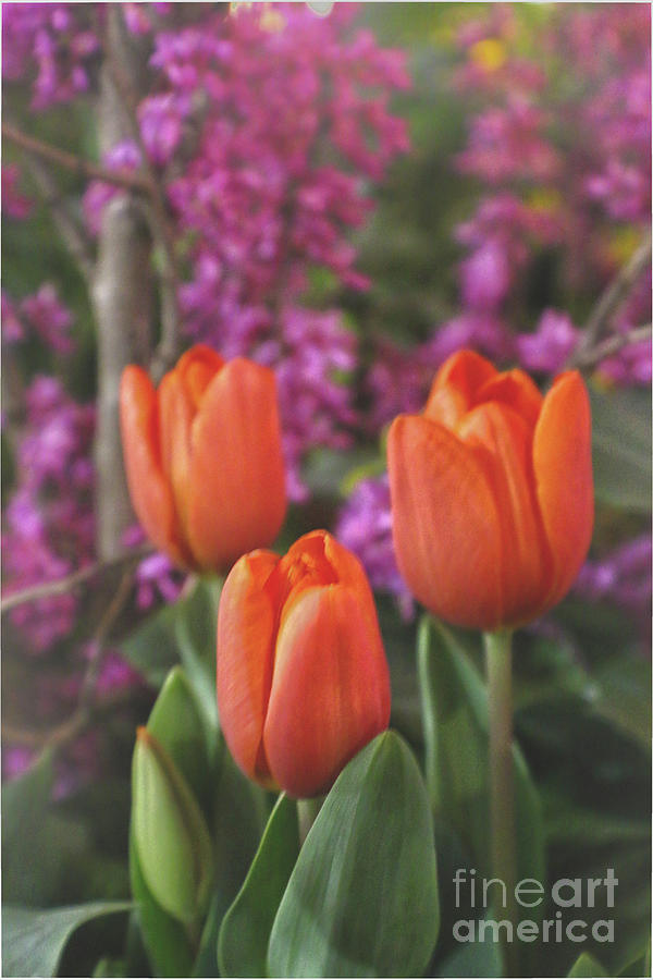 Tulip Photograph - Orange Tulips by Sandy Moulder
