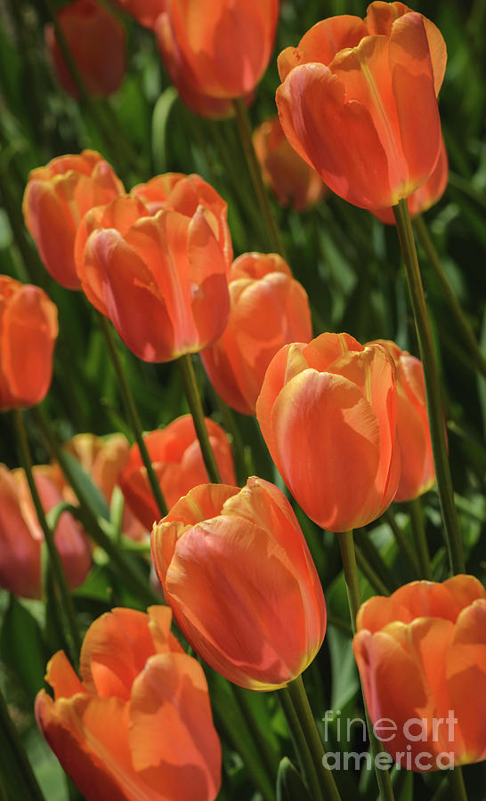 Orange Tulips Photograph by Tamara Becker