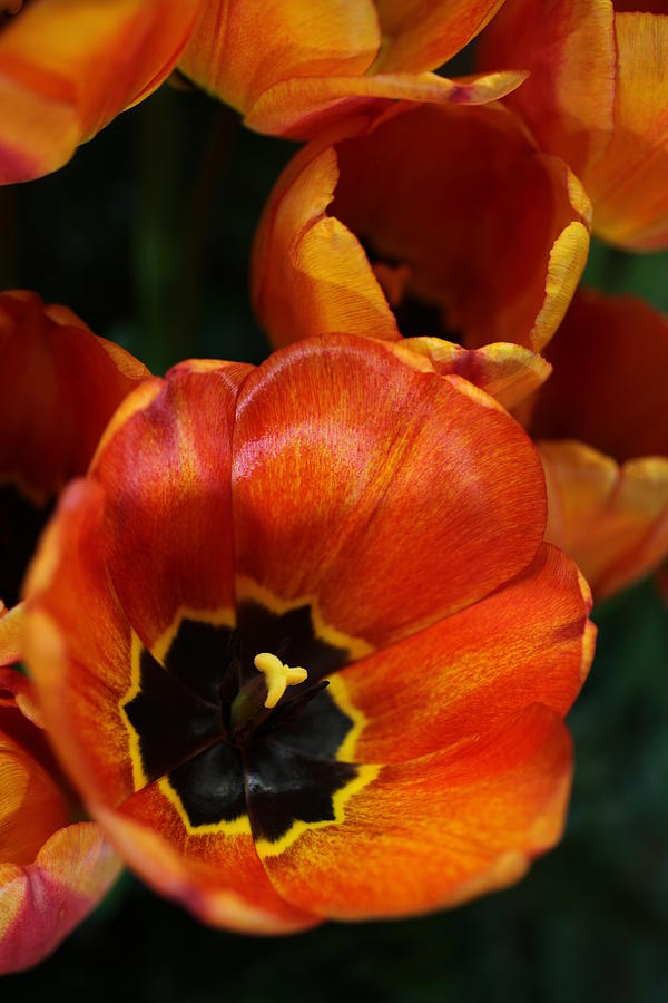 Orange Tulips Photograph by Tammy Pool