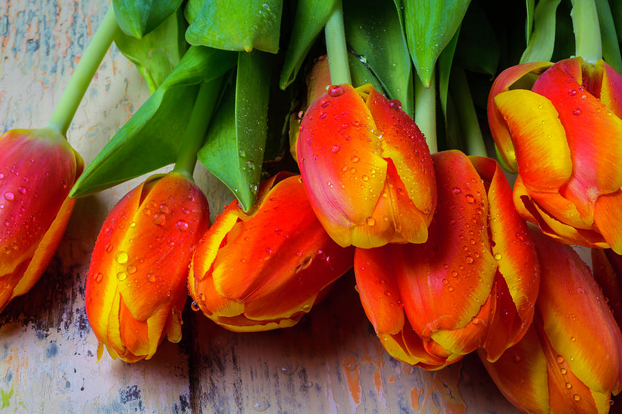 Orange Tulips With Dew Photograph by Garry Gay