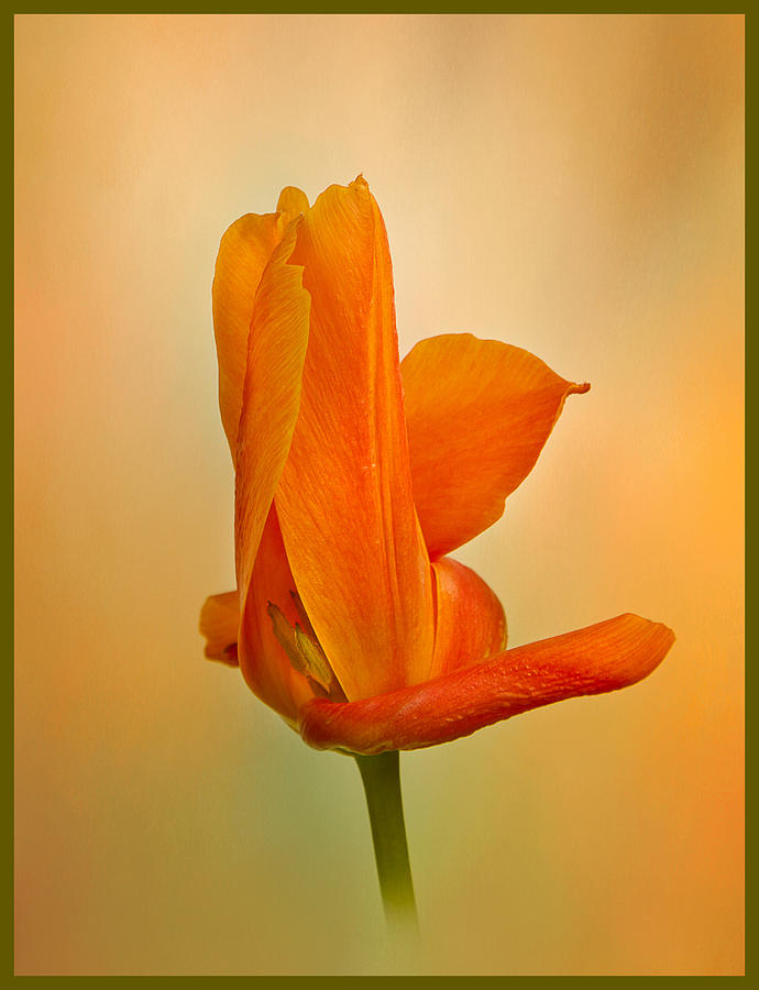 Tulip Photograph - Orange Twirl by Robert Murray
