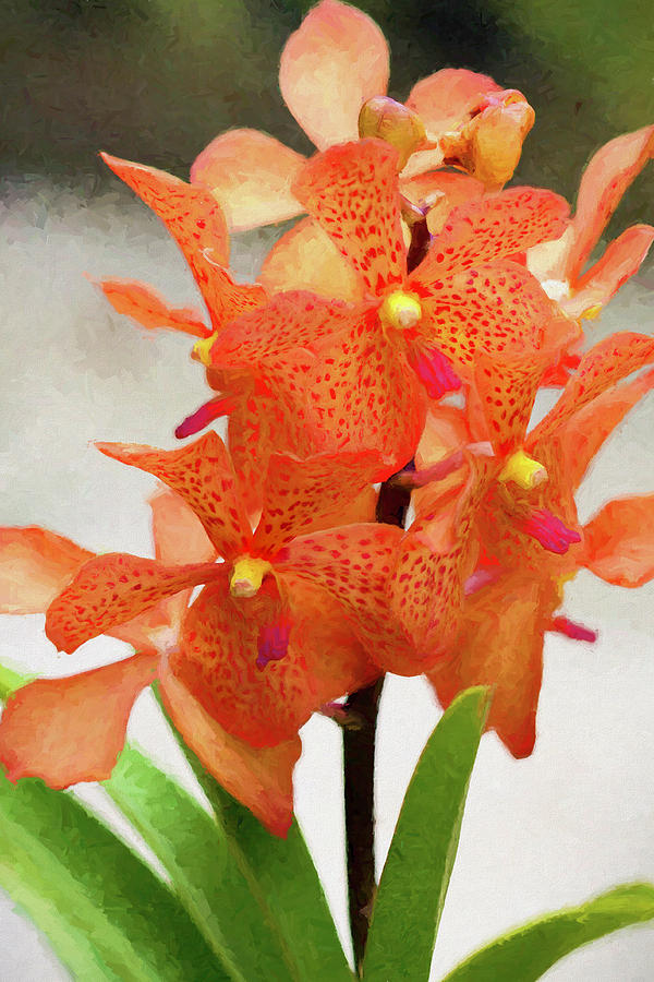Orange vanda orchid Photograph by Sharon Ann Sanowar - Pixels
