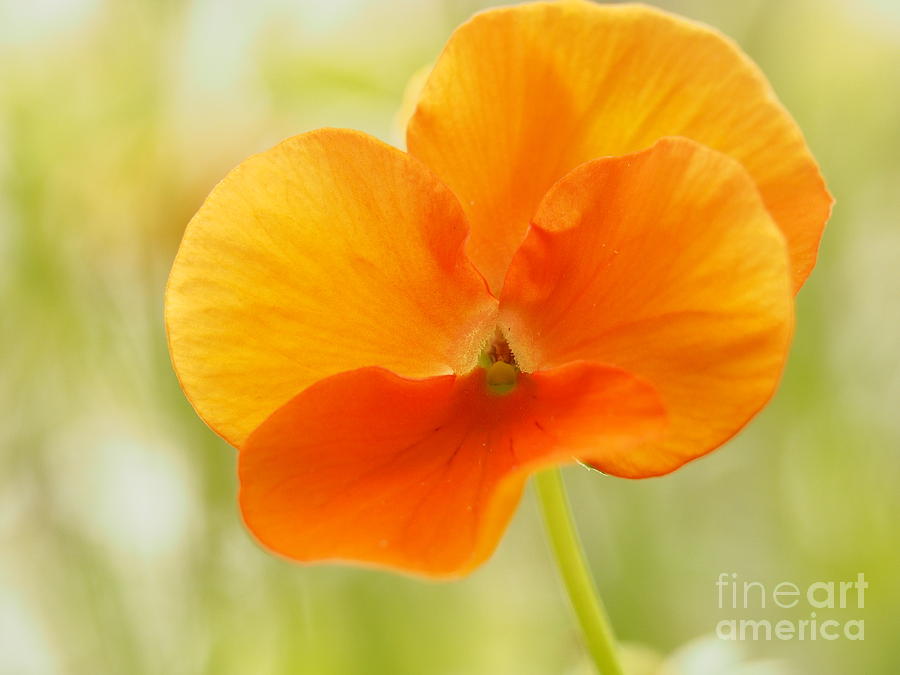 Flower Photograph - Orange Viola On A Brilliant Spring Day by Dorothy Lee